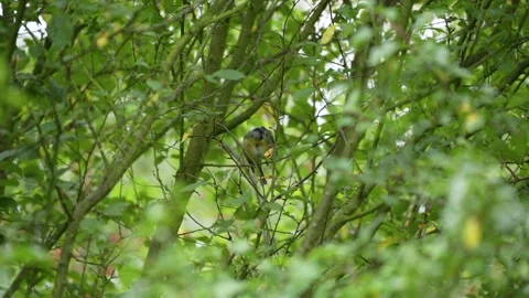 Great tit feeding on a branch inside a green shrub Stock Footage 344734035