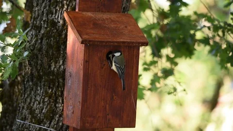 Great tit feeding chicks in nest box medium wide shot Stock Footage 75635592