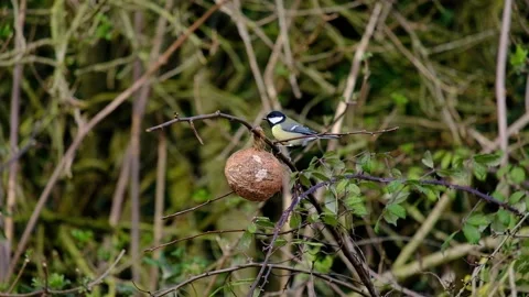 Great Tit feeding on a Coconut shell Stock Footage 232151365