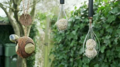 A great tit feeding on fat balls in hanging whisks and a coconut Stock Footage 232466532