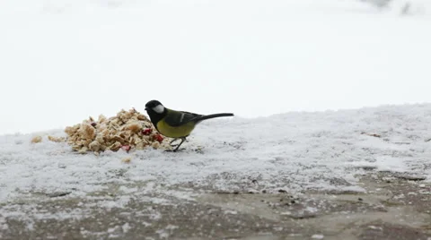 Great tit feeding Stock Footage 45513572