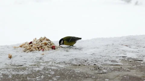 Great tit feeding Stock Footage 45515039