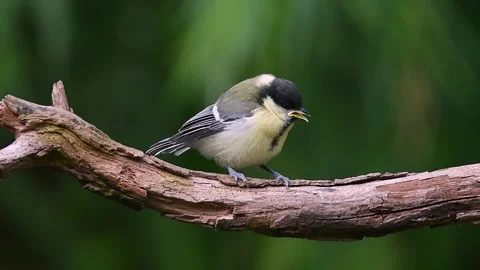 Great Tit Feeding Its Young Chick On A Thick Tree Branch With Soft Blurred .. Stock Footage 336564387