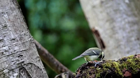 Great Tit feeding on a log Stock Footage 311156716