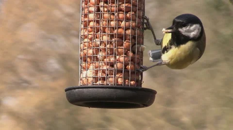 A great tit feeding on some nuts in a garden Video stock 61168134