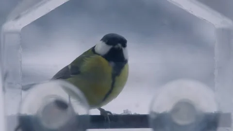 Great tit on feeding tray in winter Stock Footage 259513407
