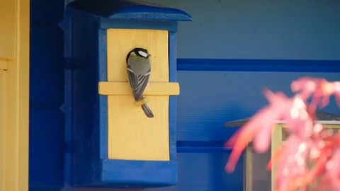 A great tit feeds its young birds in a nesting box Stock Footage 108327666