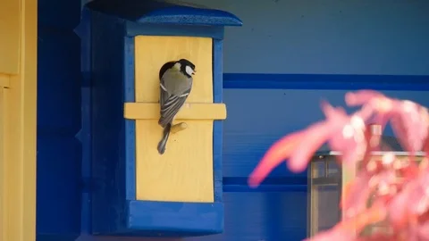 A great tit feeds its young birds in a nesting box - Slow Motion Stock Footage 108331007