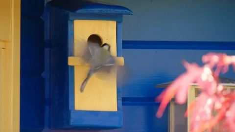 A great tit feeds its young birds in a nesting box - Slow Motion Stock Footage 108343460