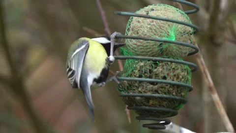 Great Tit Feeds On Seeds From Fat Ball - Static Close Up Stock Footage 229201347