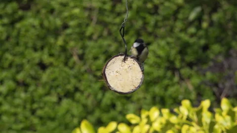 Great tit feeds on suet in half a coconut in English garden Stock Footage 148030688