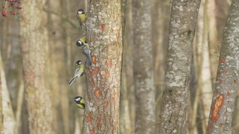 Great tit. Five birds on a tree. Wild birds at the feeder. Parus major. Vidéo 145825191