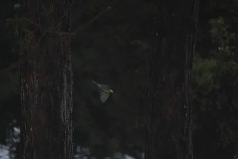 Great Tit Flying Between Trees in Winter Forest Stock-Fotos