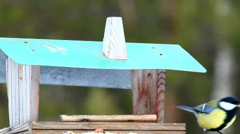 Great tit Stock Footage 679817