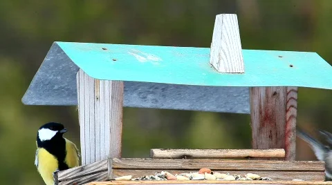 Great tit Stock Footage 679828