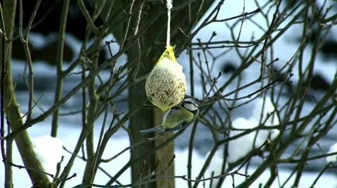 Great Tit Stock Footage 990442