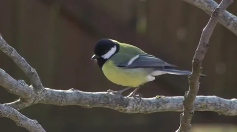 GREAT TIT 库存影片 43457987