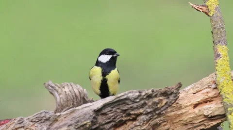 Great tit Stock Footage 66428683