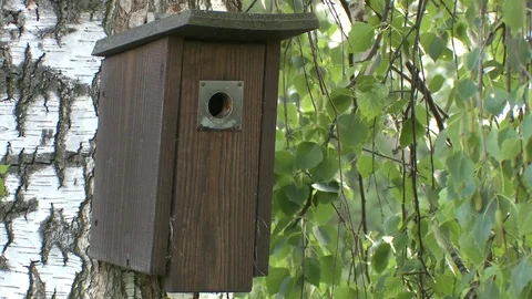 Great tit Stock Footage 79041335