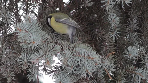 Great tit Stock Footage 88906885