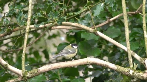 Great tit Video stock 106119948