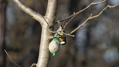 Great Tit Stockbeeldmateriaal 168536150