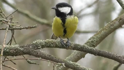 Great tit Stock Footage 170024360