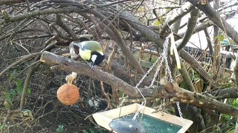 Great Tit Stock Footage 234410306