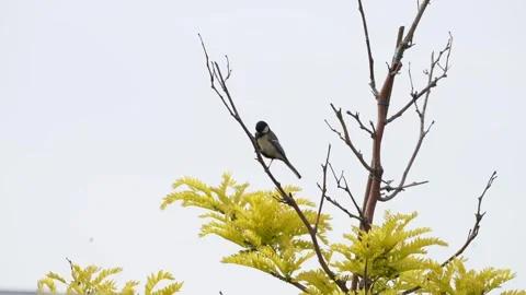 Great Tit Stock Footage 242441471