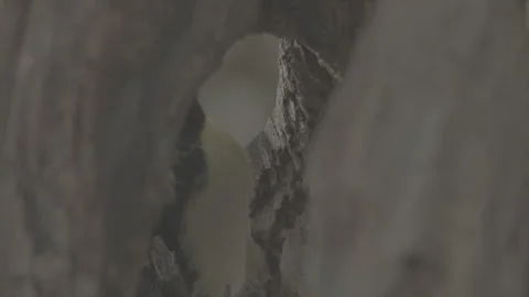 Great tit 库存影片 246282854