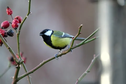 Great Tit Stock-Footage 264035053