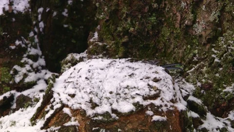 Great tit foraging behind snow-covered tree stump Stock Footage 321397306