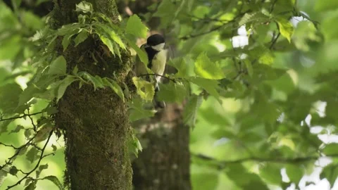 Great Tit Foraging on Mossy Tree Trunk and Branch - 4K Macro Wildlife Shot Vídeos de archivo 335259787