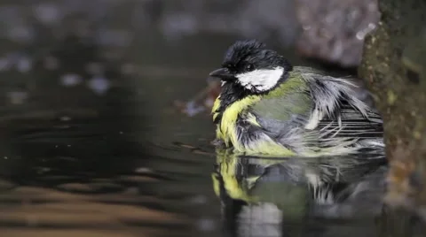 Great tit in the forest Stock Footage 66428631