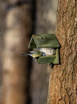 Great Tit in a forest Stock Photos