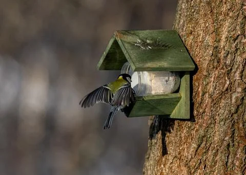 Great Tit in a forest Stock Photos