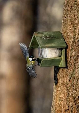 Great Tit in a forest Stock Photos