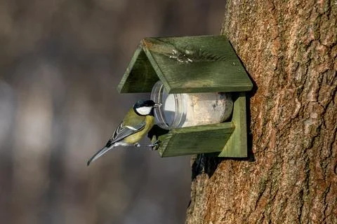 Great Tit in a forest Stock Photos