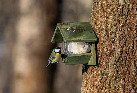 Great Tit in a forest Stock Photos
