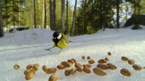 Great tit grabs a peanut and flies away Stock Footage 61357034