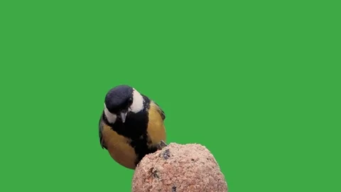 Great tit on green screen Stock Footage 281964757