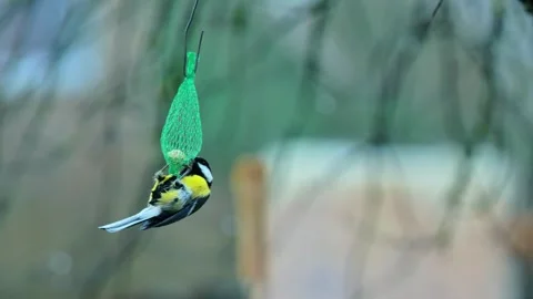 Great Tit Hangs Upside Down Feeding From Fat Ball Feeder, European Winter Garden Stock Footage 344095751