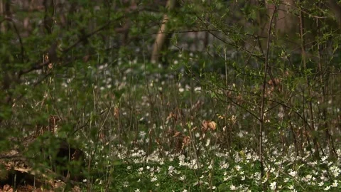 Great tit hopping down into blooming wood anemones in spring Stock Footage 329623777