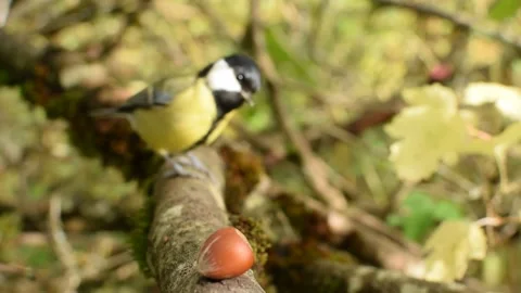 Great Tit knocks Hazelnut off branch. Overconfident or tenacious? Stock Footage 141346616