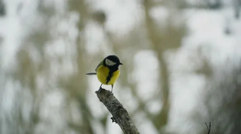 Great tit landing in a tree Video stock 46900329