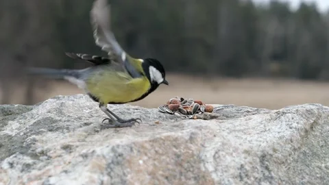 Great tit lands to quickly grab a nut then flit away. Video stock 172263445