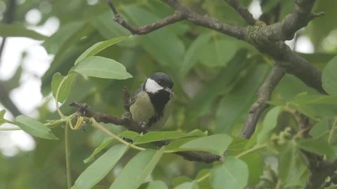 Great tit Looking around, sitting on branch, slow motion Vidéo 108843971