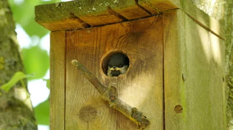 Great tit looking out from nesting box closeup 4K UHD Stock Footage 50795100