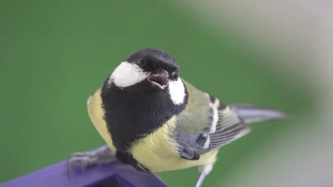 Great tit is looking on you, Parus major, slow motion Stock Footage 74368802