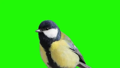 Great tit looks in different directions on a green screen Stock Footage 328344490